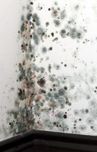 mold-on-corner-wall